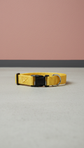 Sunbeam yellow adjustable dog collar